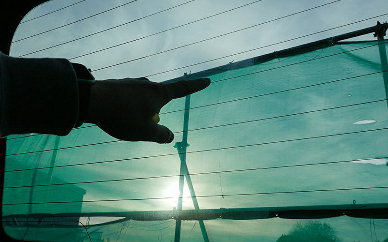 musuietano-rutoseiseisui_12